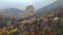 Cocagne - mountain after fire