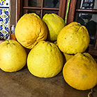 pomelos