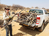 Lisa loading wooden branches for Hugel garden in ranger