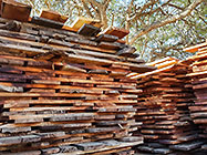 prosopis plancks at Manu sawmill