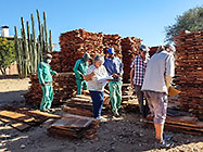 Paul selecting prosopis plancks with Manu & Nicole