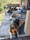 Sheba & Zara dogs laying on house deck with mokoro