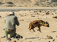 Paul taking picture of brown hyena