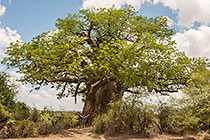 baobab tree
