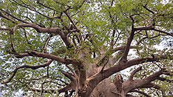 baobab tree