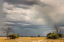 dead trees under storm sky