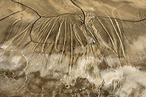 Weeping Tailings