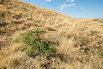 rehabilitated slopes with top soil showing growth of grass and local bushes