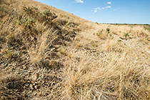 rehabilitated slopes with top soil showing growth of grass and springbok droppings