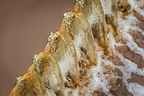 Crystals