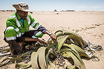 Welwitschia Monitoring