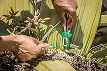 environmental scientist Immanual measuring Welwitschia mirabilis leaf growth