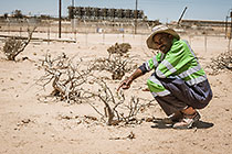environmental scientist Immanual showing Cammiuphora saxicala successful recovery after transplantation