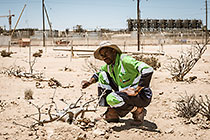 environmental scientist Immanual showing Cammiuphora saxicala successful recovery after transplantation