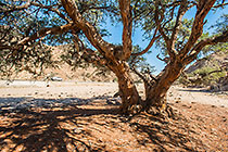 Rescued Camphor Tree