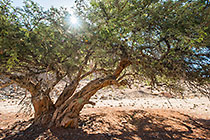 old camphor trees rescued along mine access road