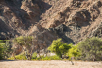 ostriches in Khan riverbed