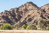 ostriches in Khan riverbed