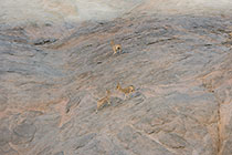 klipspringers climbing rock