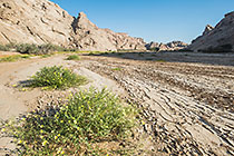 dry sand & flowers in Khan riverbed