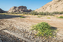 dry sand & flowers in Khan riverbed