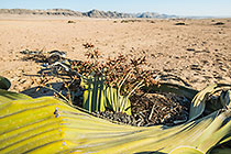 Welwitschia mirabilis with male flowers