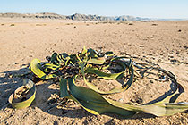 Welwitschia mirabilis with female flowers