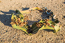 Welwitschia mirabilis with male flowers
