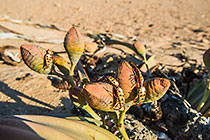 Welwitschia mirabilis with female flowers