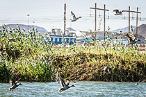 Bird Pond