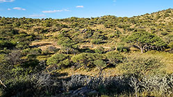 panorama | trees on hills