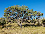 camelthorn tree