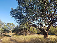 camelthorn tree