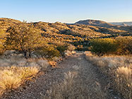track between trees on hill