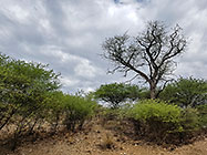dead looking tree near secret gate