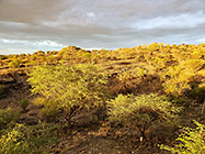 green trees & bushes at sunset