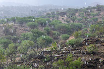 trees on hill under rain