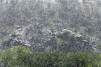 trees on hill under rain