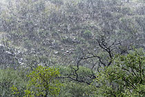 trees on hill under rain