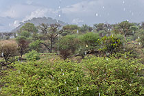trees on hill under rain