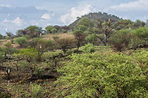 trees on hill under rain