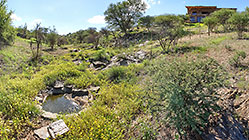 yellow flowers around waterhole