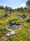 yellow flowers around waterhole