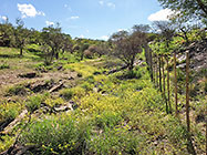 yellow flowers around waterhole