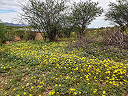 yellow flowers