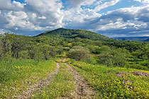green trees & grass on hills