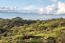 green trees & grass on hills