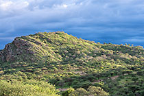 green trees & grass on hills