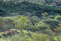 green trees & grass on hills