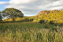 green trees & grass on hills